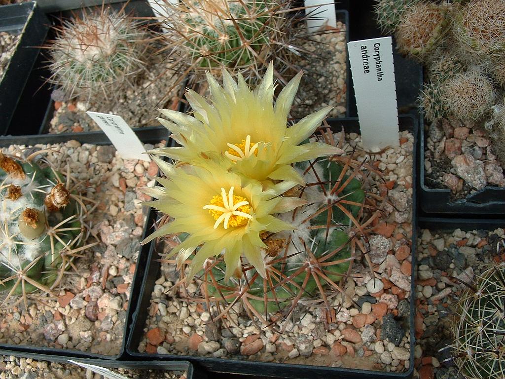 Coryphantha andreae1.JPG